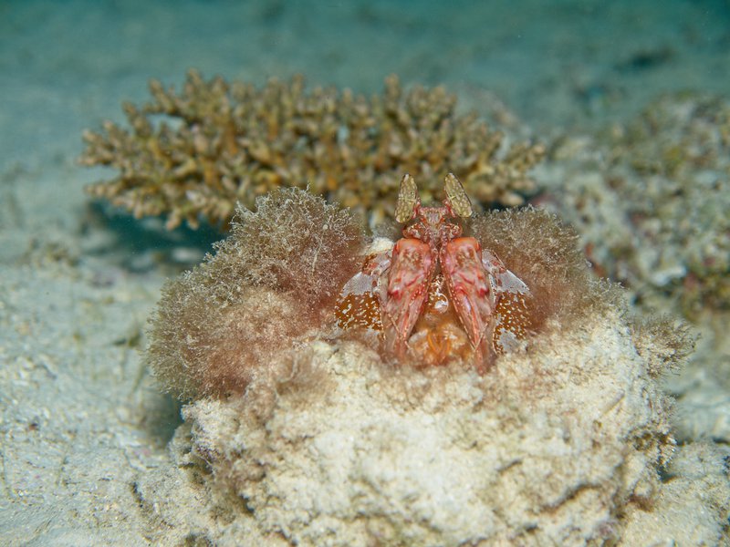 Spearing Mantis Shrimp, House Reef